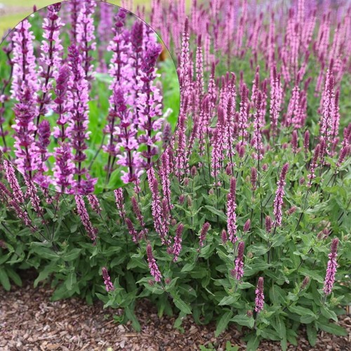 Salvia nemorosa 'Caradonna Pink' - Metssalvei 'Caradonna Pink' P9/0,55L  